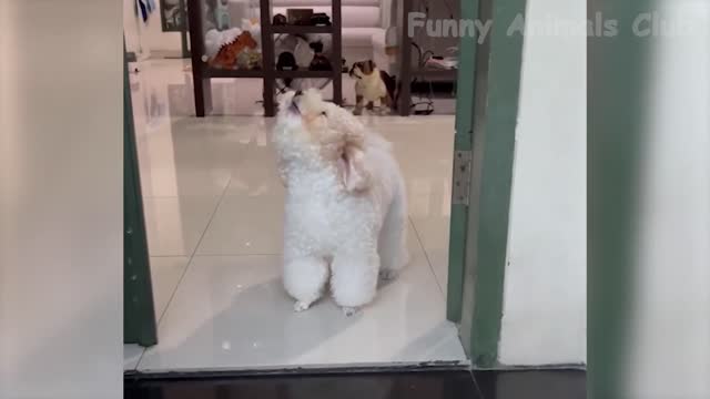 funny animals video