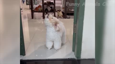 funny animals video