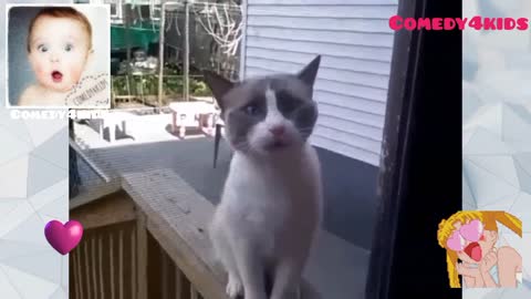 Cats Hello comedy4kids cute cats , Funny , comedy