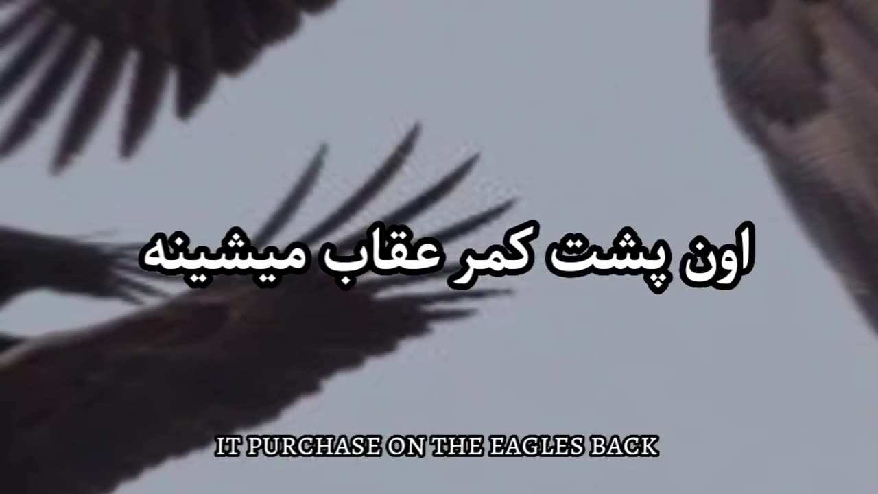 Eagle