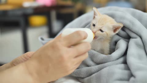 baby cat drink milk❤❤