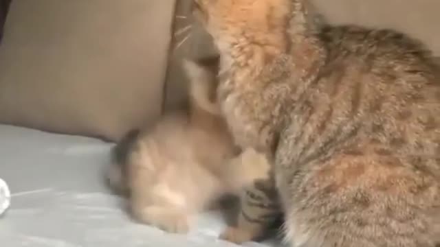 Baby Cat & Mother Cat Funny video