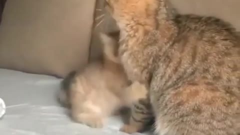 Baby Cat & Mother Cat Funny video