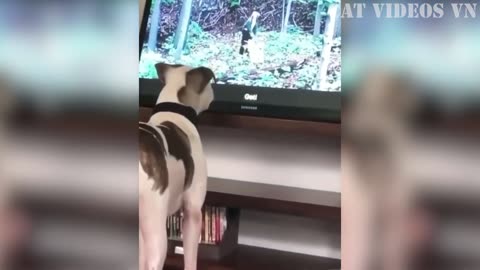 Compilation of cats and dogs! Funny, cute animal video!