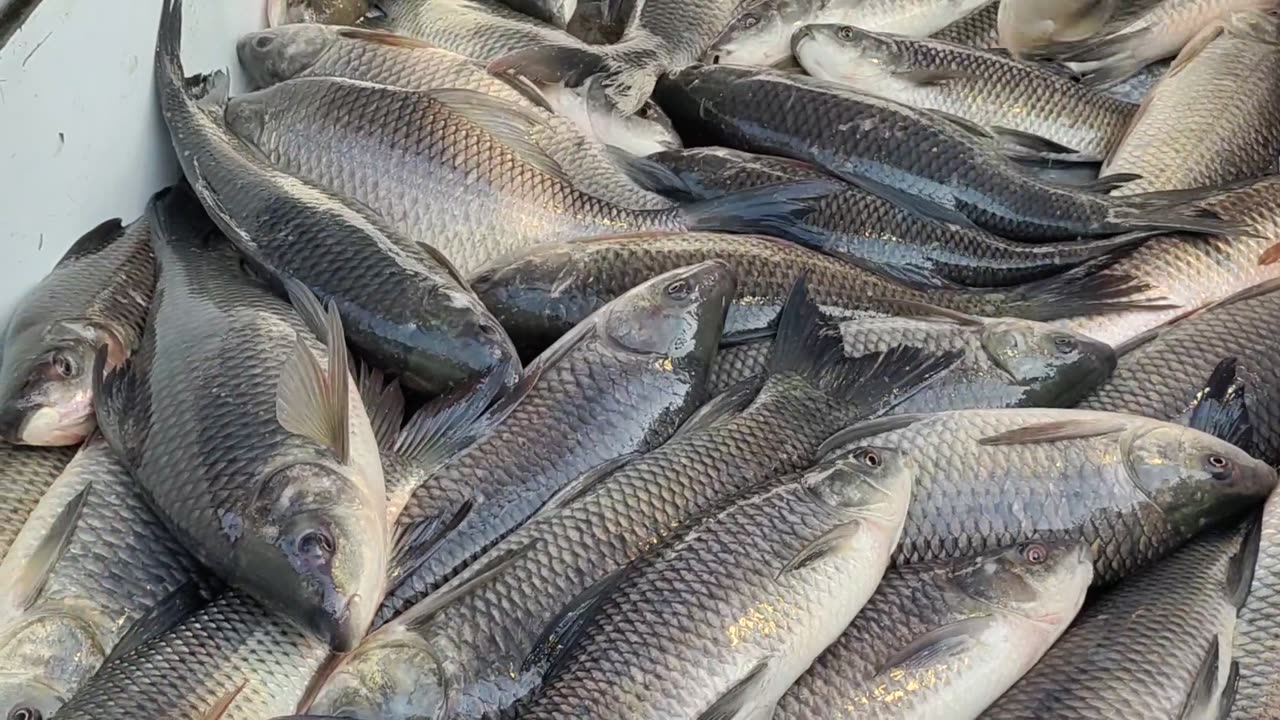 Amazing Big Fish Video In Market l Briget Karfu Rohu And Mrigal Fish Best Video