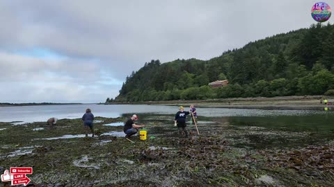 Dẫn Nhau Ra Vịnh Tát Nước Đào Ốc Bơ To Chất Lừ - Digging For Butter Clams (Săn Bắt 14)