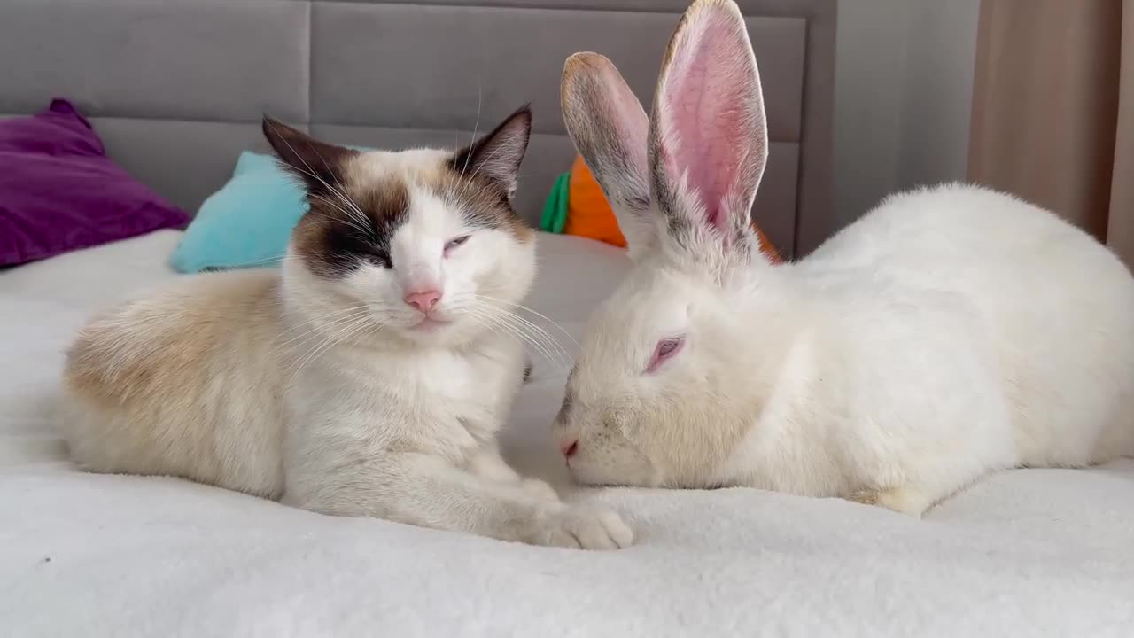 Funny Cat Reaction to Giant Rabbit