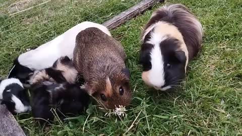 One week old baby Guinea pigs