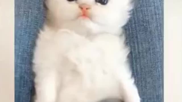 😍too much cute cat and very funny 😄