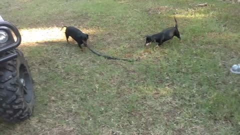 Sausage dog fighting snake