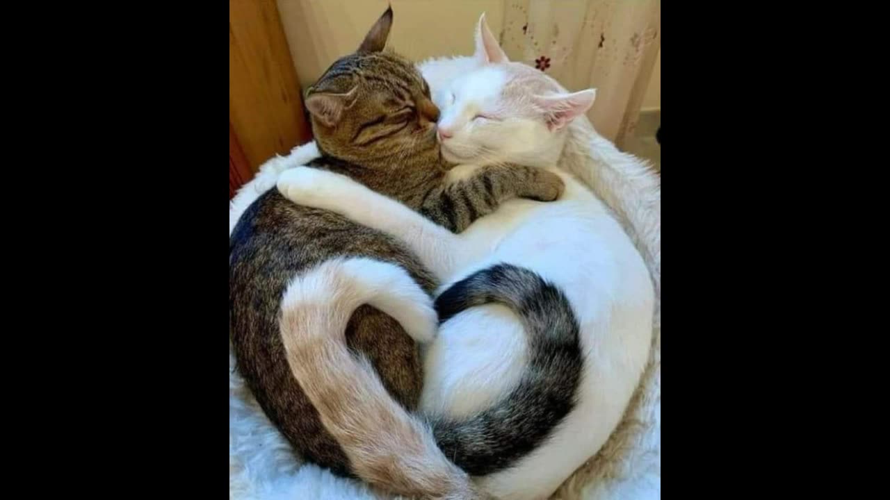 Cats