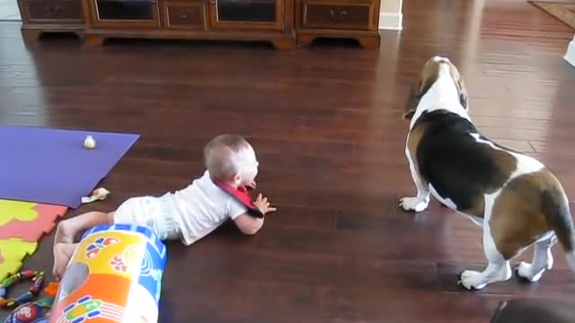 Laughing Bahy chases basset hound