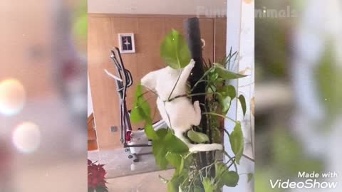 Funny Animal Videos 2022 😂