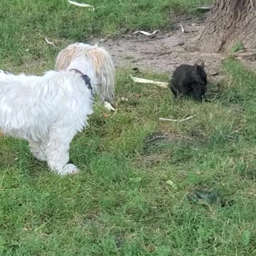 ADORABLE Playful squirrel and Shi Tzu are best friends