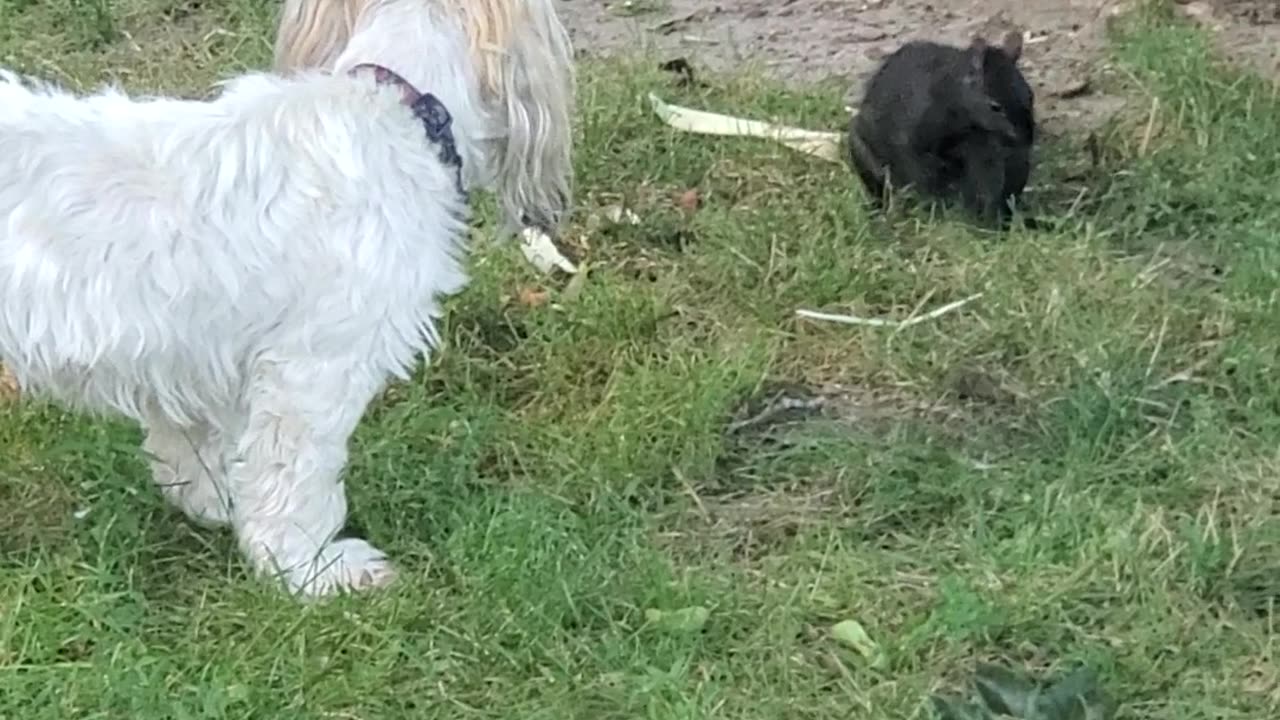 ADORABLE Playful squirrel and Shi Tzu are best friends