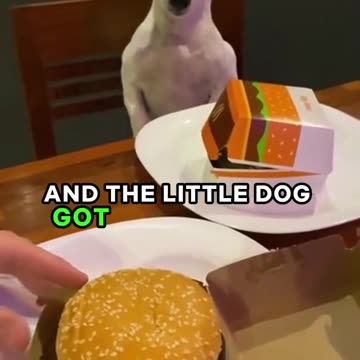 He knows he got scamed 😭😂#shorts