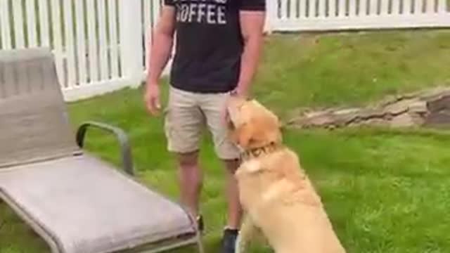 Which type of dog owner are you_