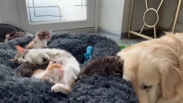 Mom Cat and Tiny Kittens Love their Best Friend Golden Retriever