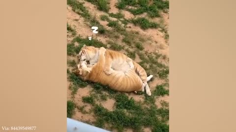 FUNNY ANIMALS Videos Make You Laughing Out Loud