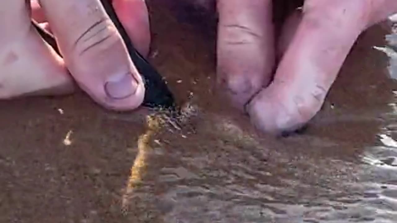 Giant Beach Worms - This is why I don't go to the beach 😬