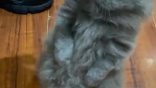A little ugly but cute!#kitten #kittensoftiktok #fyp #catsoftiktok #cute #meow #PetsOfTikTok