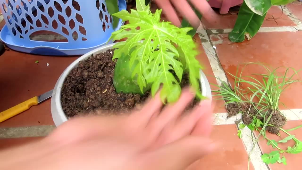 Unique skill Grafting Papaya Tree in watermelon gets more unusual results