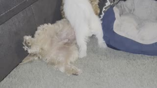 Big bro dog teaches little bro how to play gentle