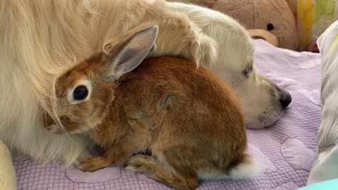 Amazing Love Between Dog and Rabbit