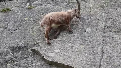 ¡¡¡ Estas CABRAS de montaña Desafían a la MUERTE !!!10