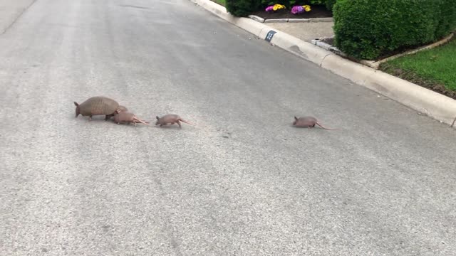 Armadillo Family Crosses the Street Together