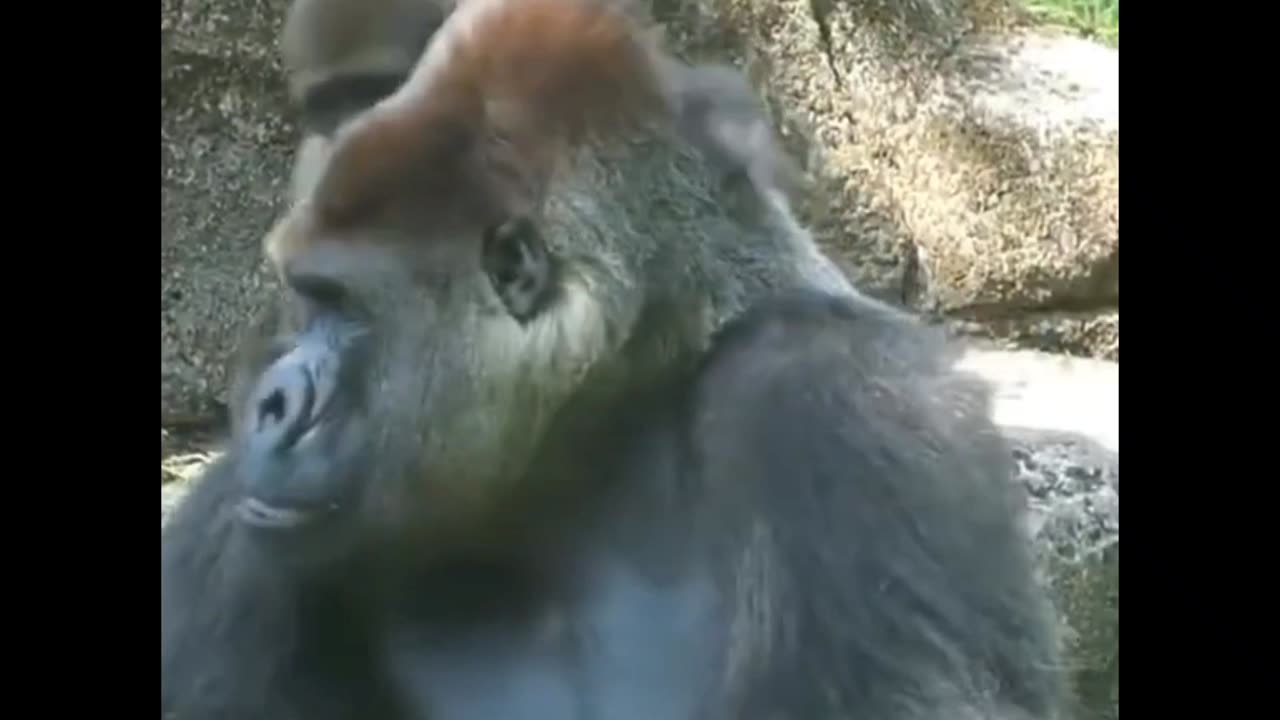 Baby Gorilla Annoying His Father 🐵