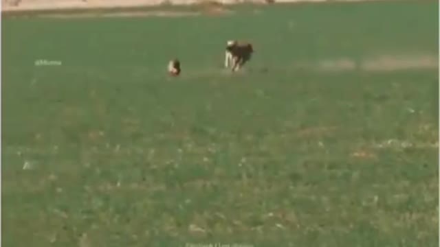 Lion VS Rabit - Who will win in a fight ? #shorts #viralshort