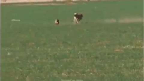 Lion VS Rabit - Who will win in a fight ? #shorts #viralshort