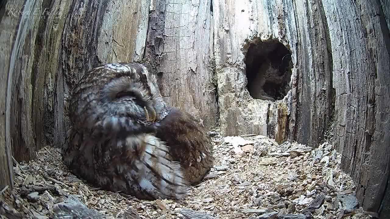 Tawny Owl Luna's Tragic Loss Has a Happy Ending🦉