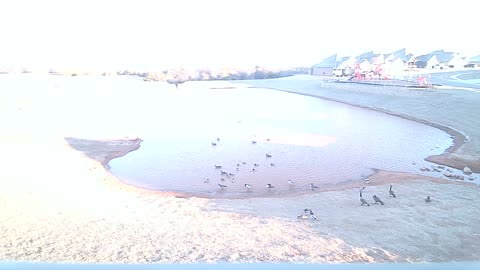 The Pond