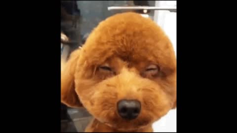 Gif video of cutting the dog's fur