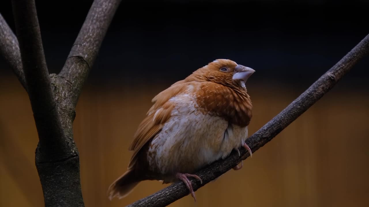 #bird #birdlovers #tree #treecare #cool 😎🙏