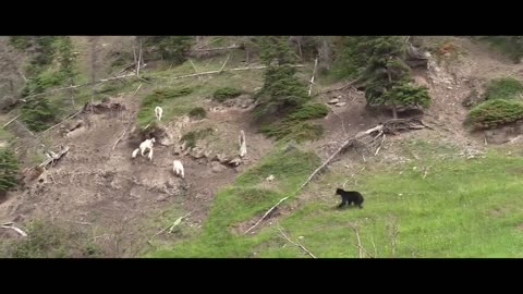 MOUNTAIN GOATS - These Creatures Don’t Care About The Laws Of Physics Despite Their Hooves3