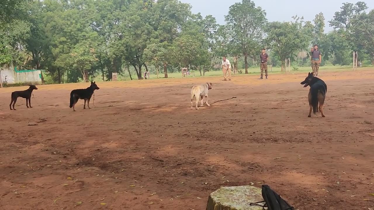 Dog Training