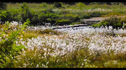 silver grass 1