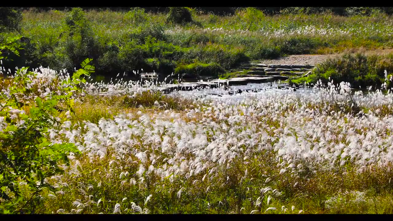 silver grass 1