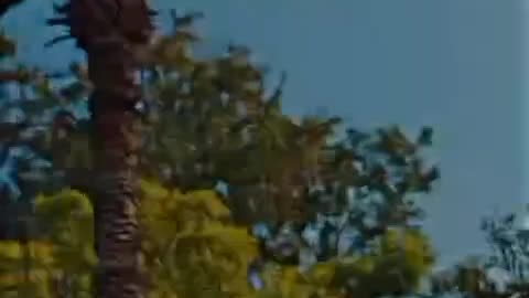 Cricket Best Shot