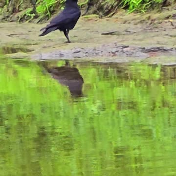 A raven eats on a riverbank / beautiful black bird eats on a riverbank.