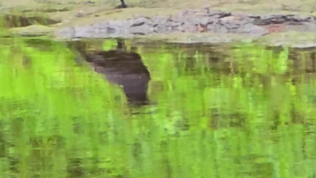 A raven eats on a riverbank / beautiful black bird eats on a riverbank.