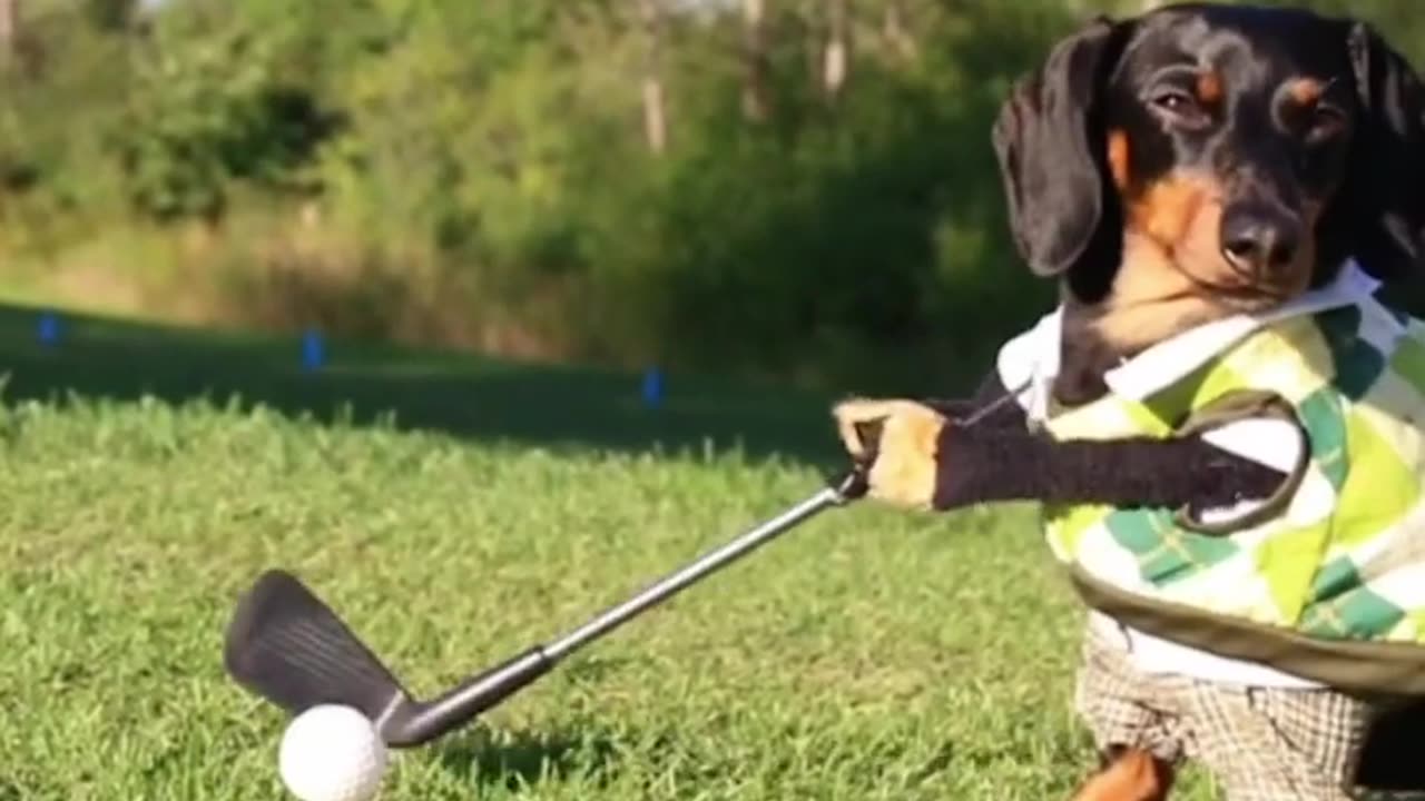 Dogs go Golfing ⛳