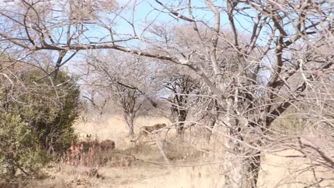 A video footage of wild animals