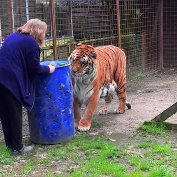 Old Women Take care of Tiger || Brave Old Woman