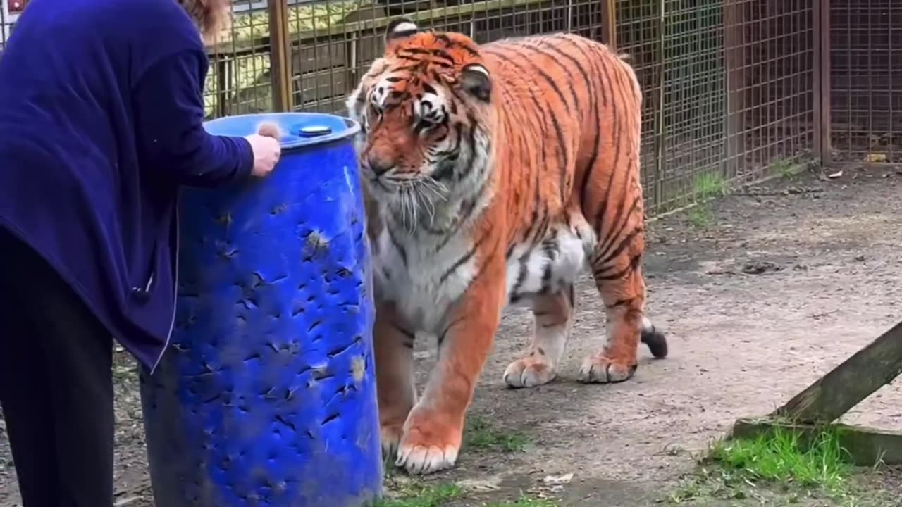 Old Women Take care of Tiger || Brave Old Woman