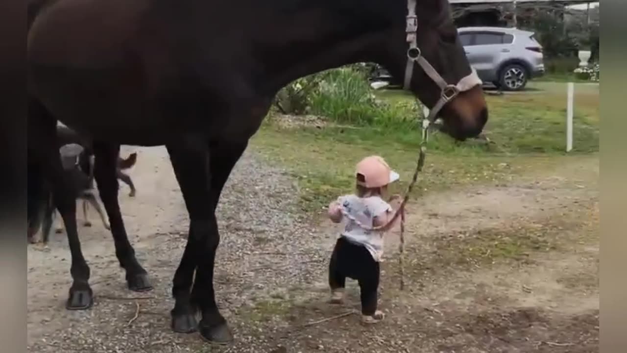 Cute baby Lead Horse