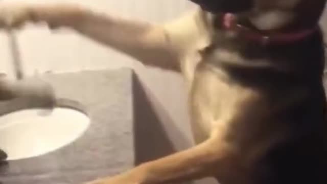 Cats Viral short's 😽😹 on Rumble Caught by unexpectedly ♥️😹 Part 04